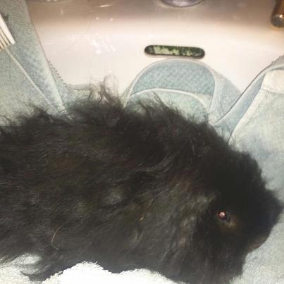 Marsvin * Sorte Per* (død) billede 5