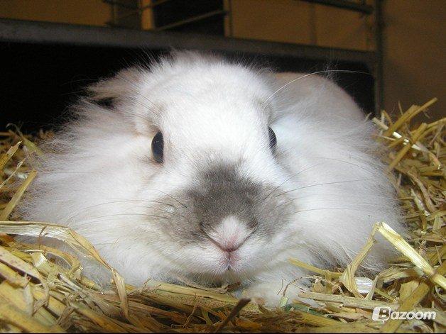Kanin Plet •Dele kanin• - Velkommen til Plet<3 billede 1