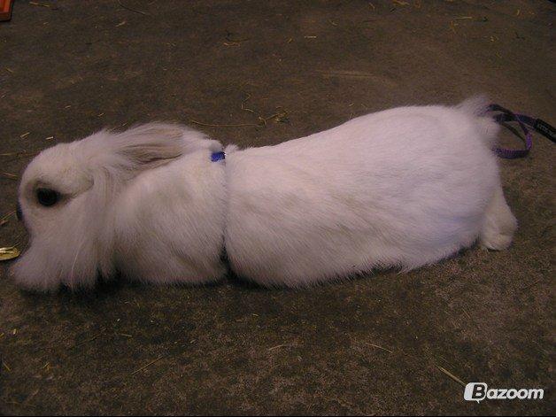 Kanin Plet •Dele kanin• billede 2