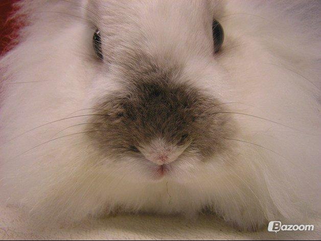 Kanin Plet •Dele kanin• billede 3