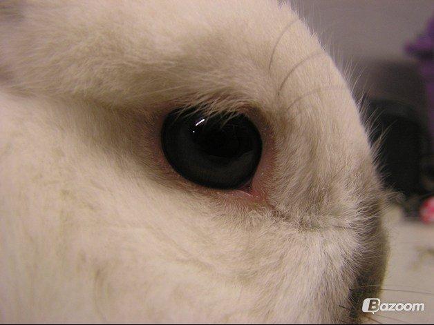 Kanin Plet •Dele kanin• billede 4