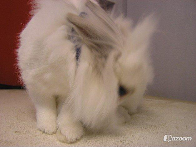 Kanin Plet •Dele kanin• billede 5