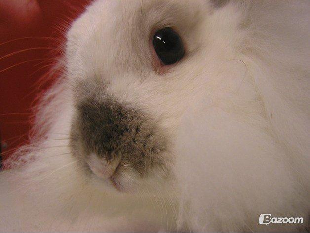 Kanin Plet •Dele kanin• billede 6