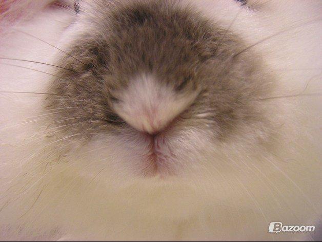 Kanin Plet •Dele kanin• billede 7