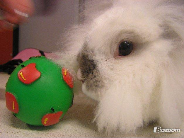 Kanin Plet •Dele kanin• billede 8