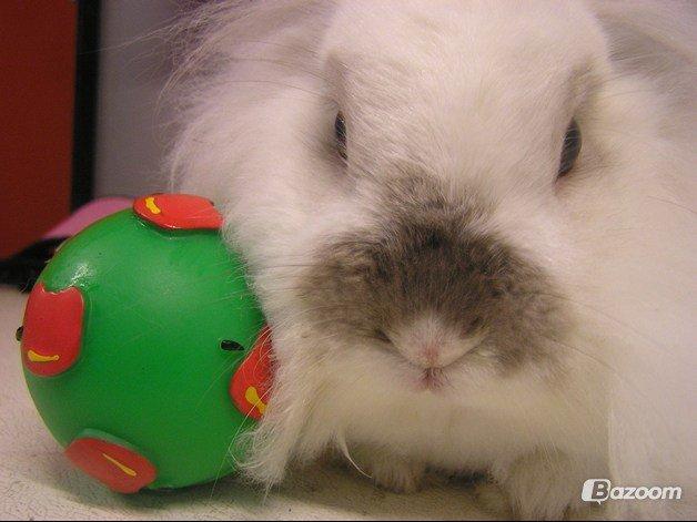 Kanin Plet •Dele kanin• billede 9