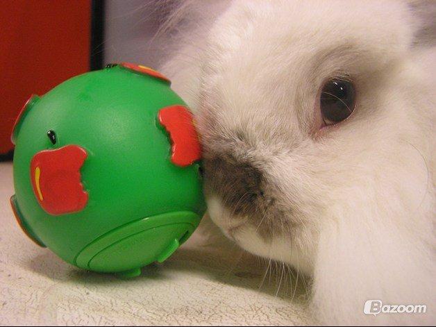 Kanin Plet •Dele kanin• billede 10