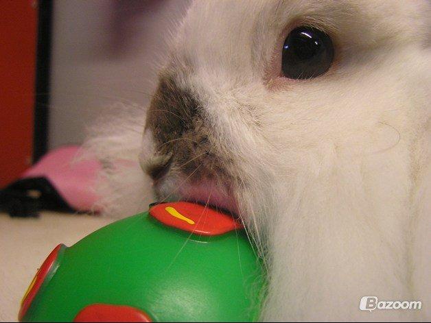 Kanin Plet •Dele kanin• billede 11