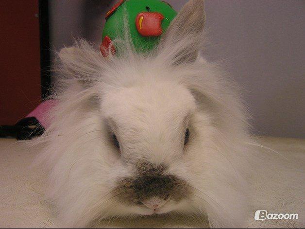 Kanin Plet •Dele kanin• billede 13