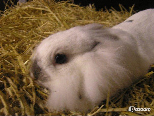 Kanin Plet •Dele kanin• - Farvel og tak for besøget:D billede 14