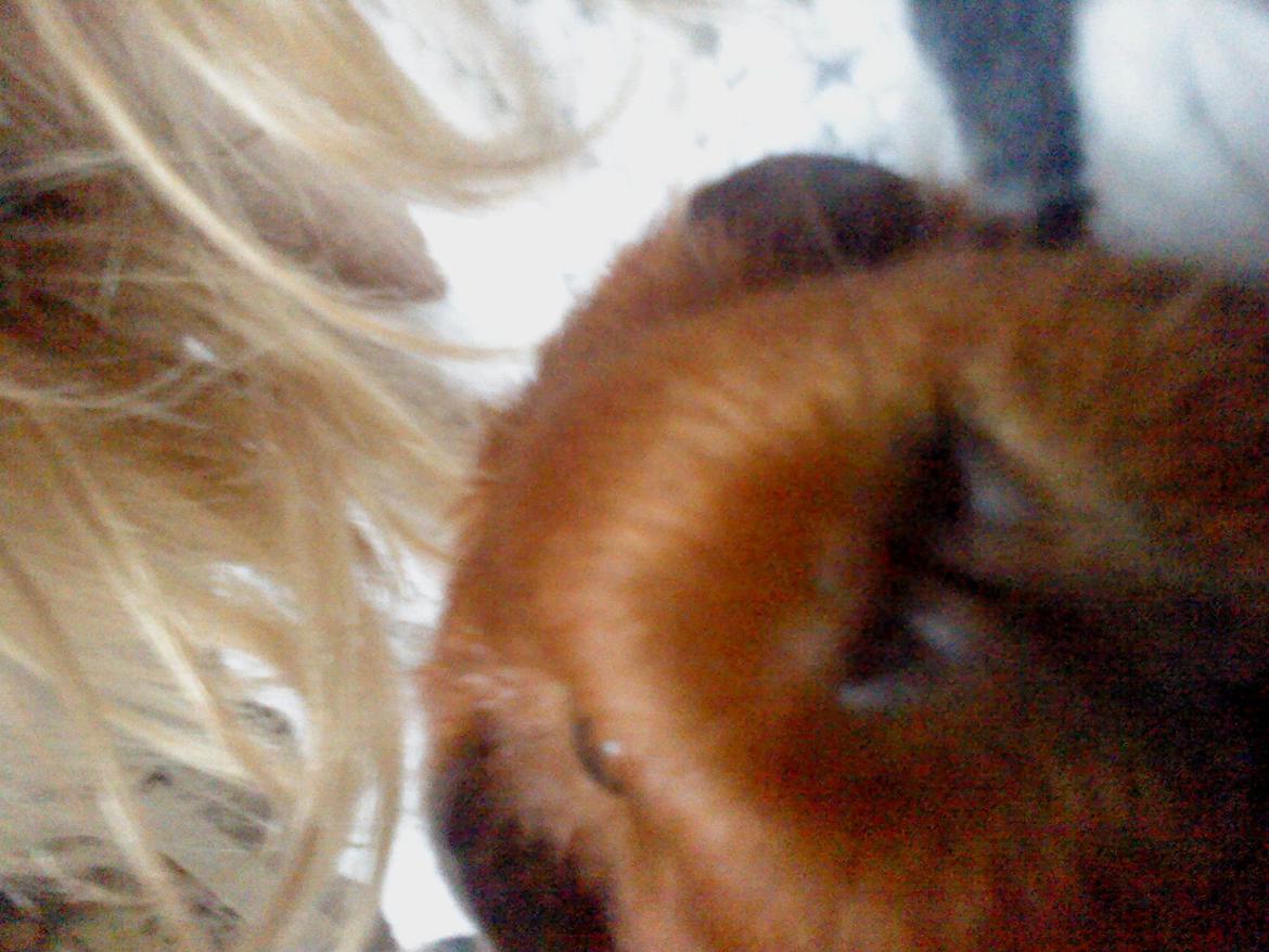 Marsvin Silke - Nuuuurh sååååh nysgerrig og glad billede 3