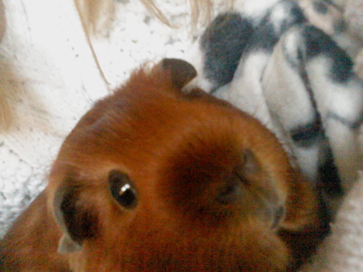 Marsvin Silke - Lille skat billede 4