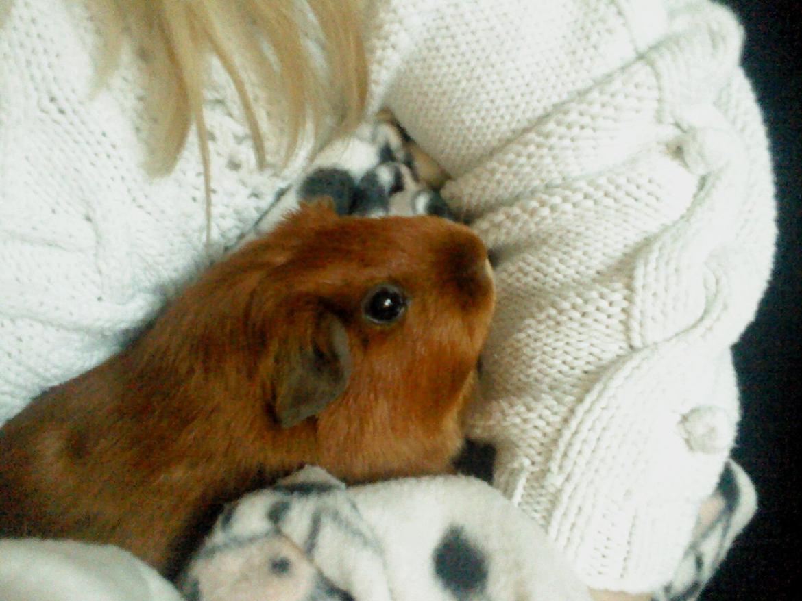 Marsvin Silke - Dejlige kærlige nullergøj billede 1