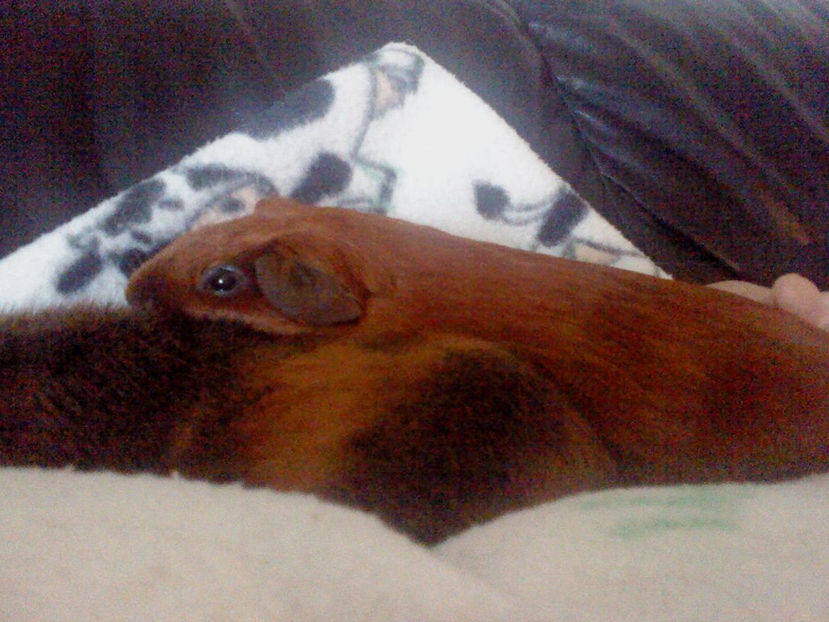 Marsvin Silke - Total hygge og afslapning billede 5