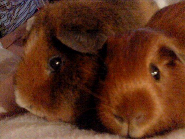 Marsvin Silke - Sødeste makkerpar billede 6