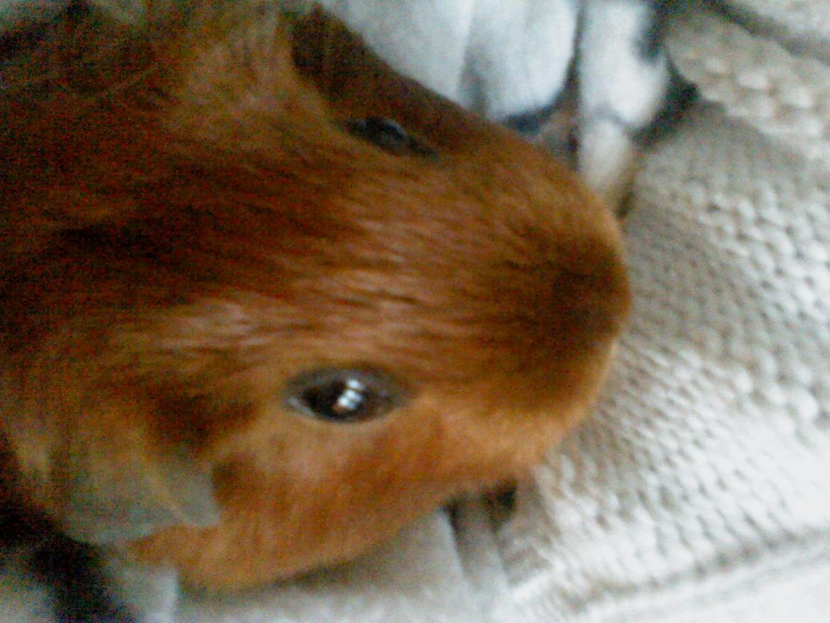 Marsvin Silke billede 7