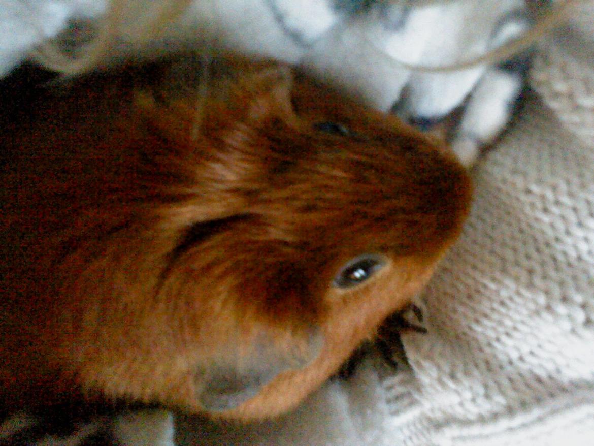 Marsvin Silke billede 8