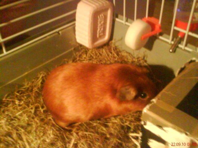 Marsvin Silke billede 9