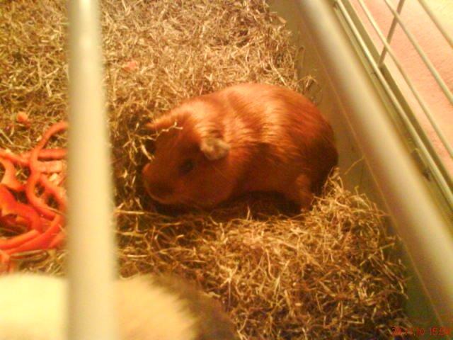 Marsvin Silke billede 10