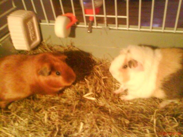 Marsvin Silke billede 11