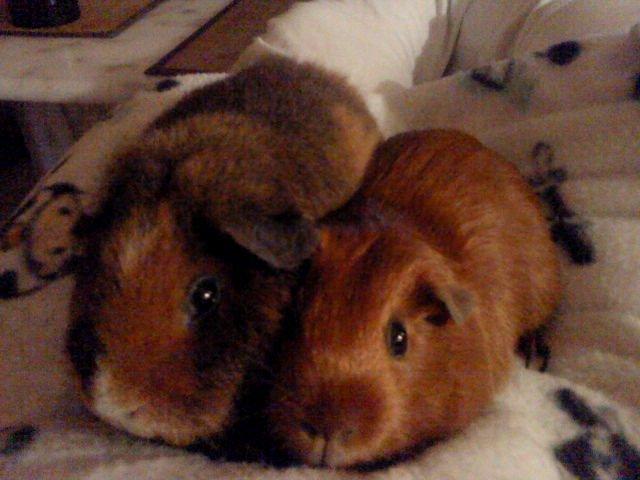 Marsvin Totte - Sidder lige og nyder tilværelsen billede 12