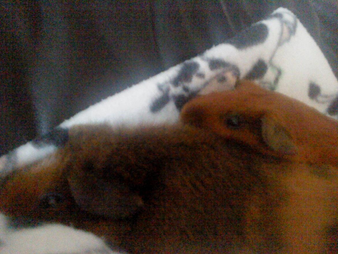 Marsvin Totte - Vi har det godt billede 13