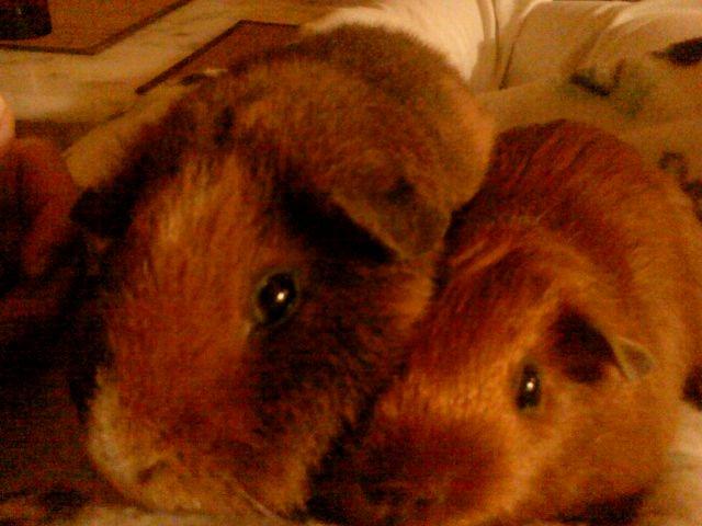 Marsvin Totte - Sammensmeltet :) billede 15