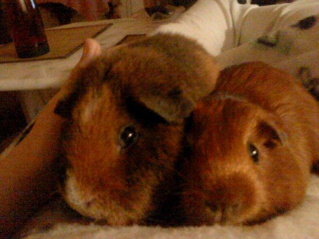 Marsvin Totte - Dejlig varmt :) billede 16