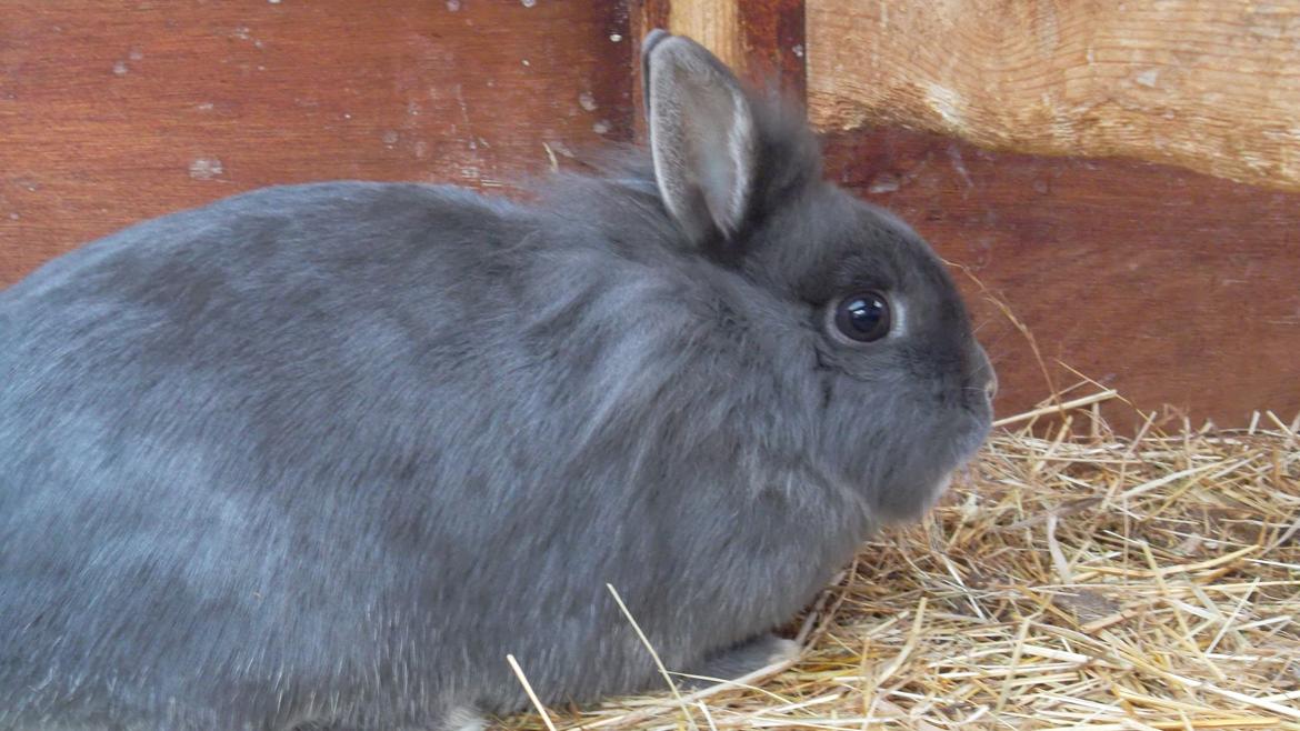 Kanin silke billede 1