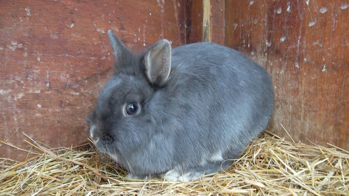 Kanin silke billede 2