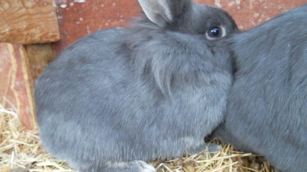 Kanin silke billede 3