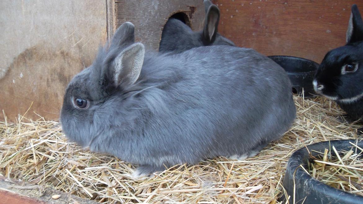 Kanin silke billede 4