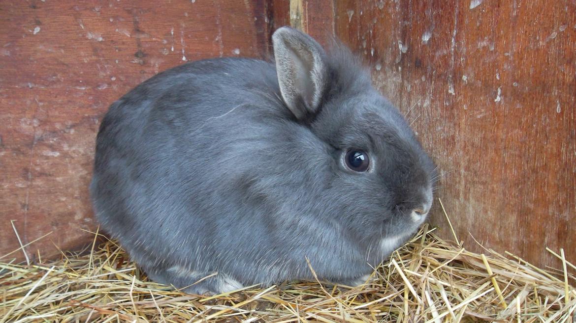 Kanin silke billede 5