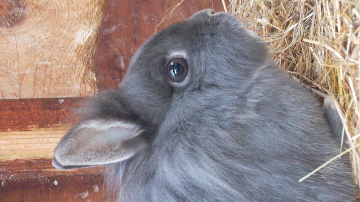 Kanin silke billede 6