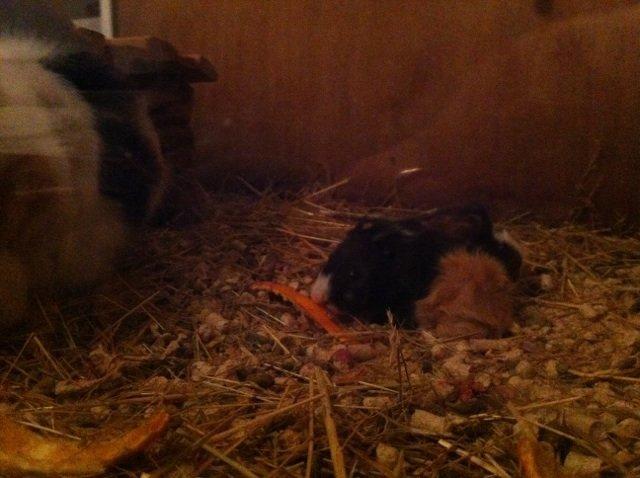 Marsvin Søndergaards Coco Channel billede 2