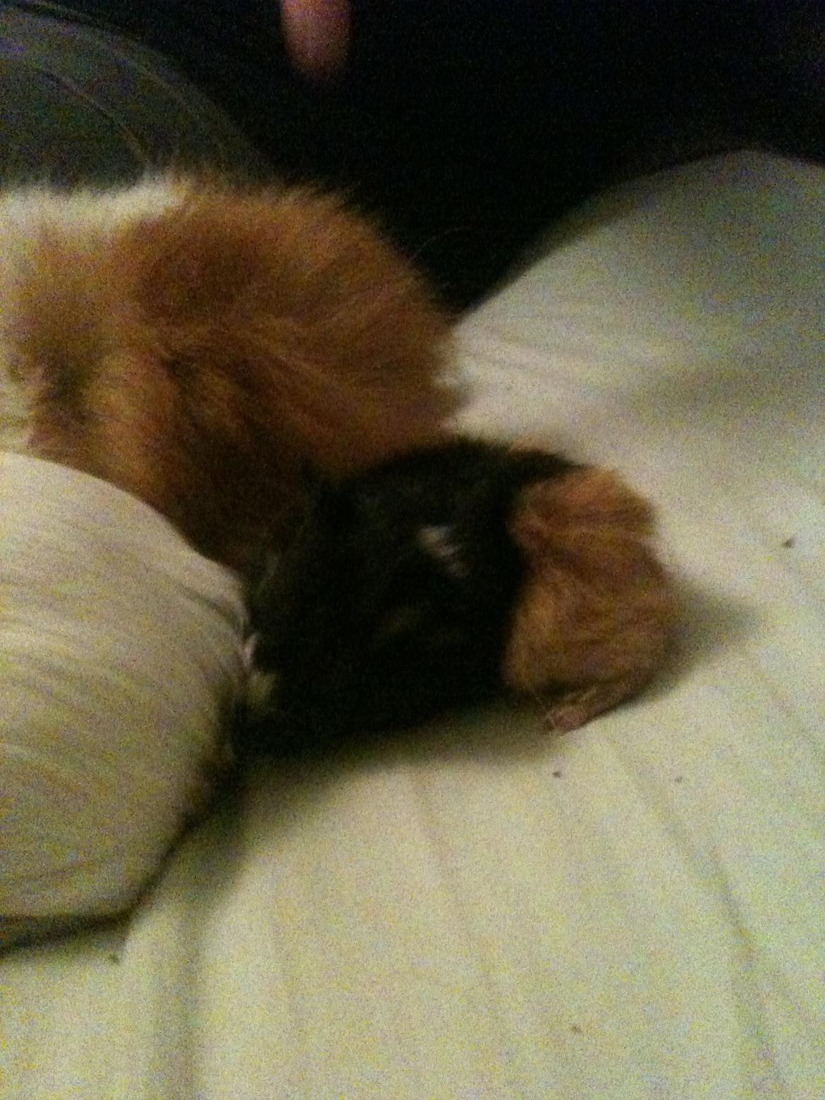 Marsvin Søndergaards Coco Channel billede 3