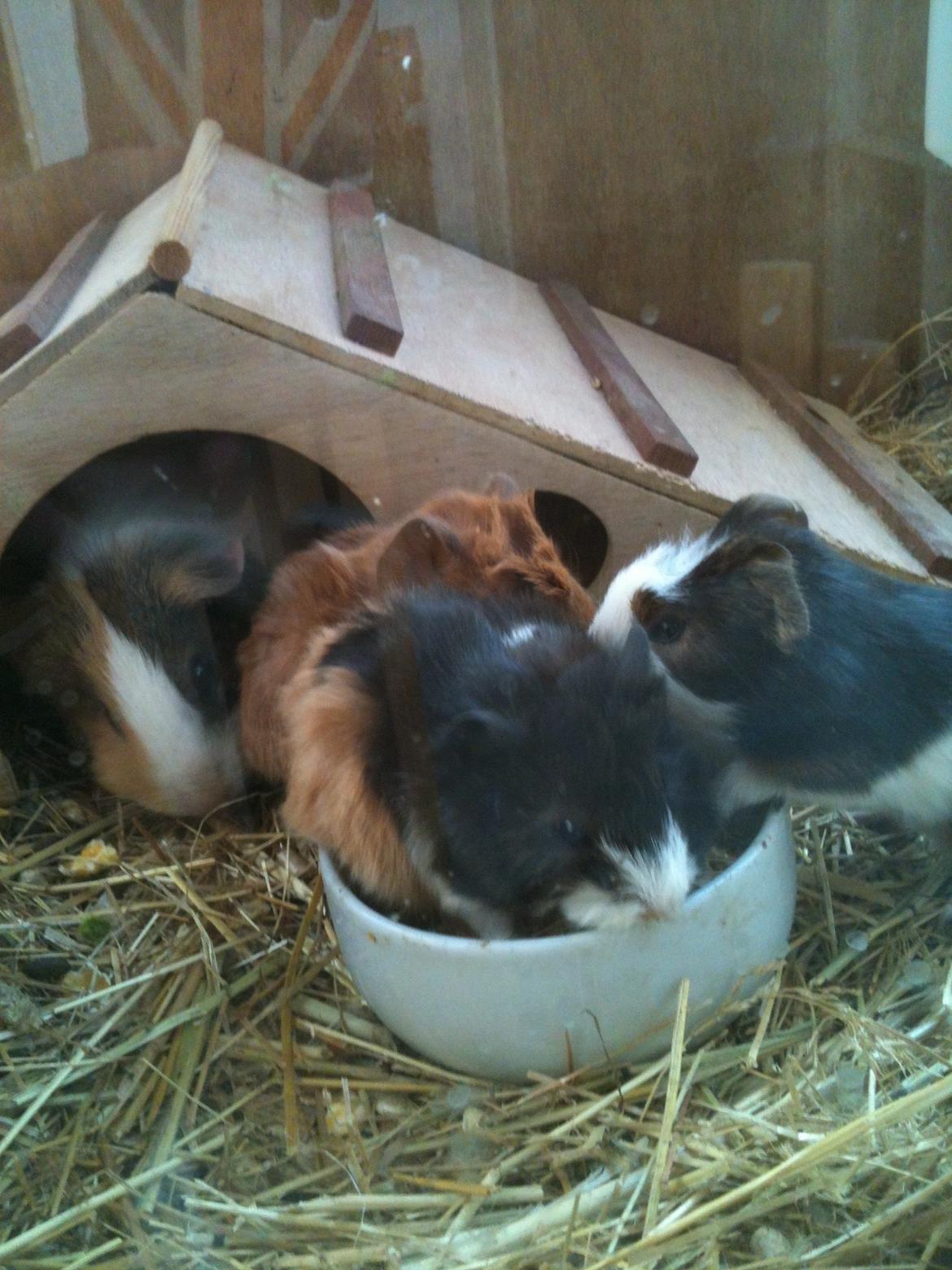 Marsvin Søndergaards Coco Channel billede 4