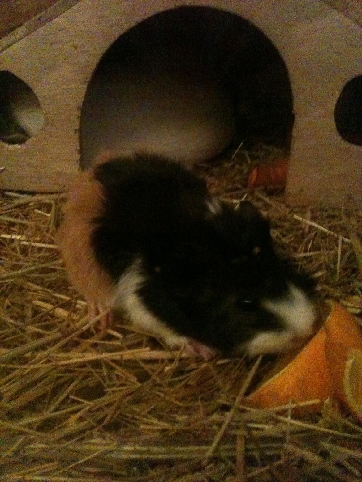 Marsvin Søndergaards Coco Channel billede 5