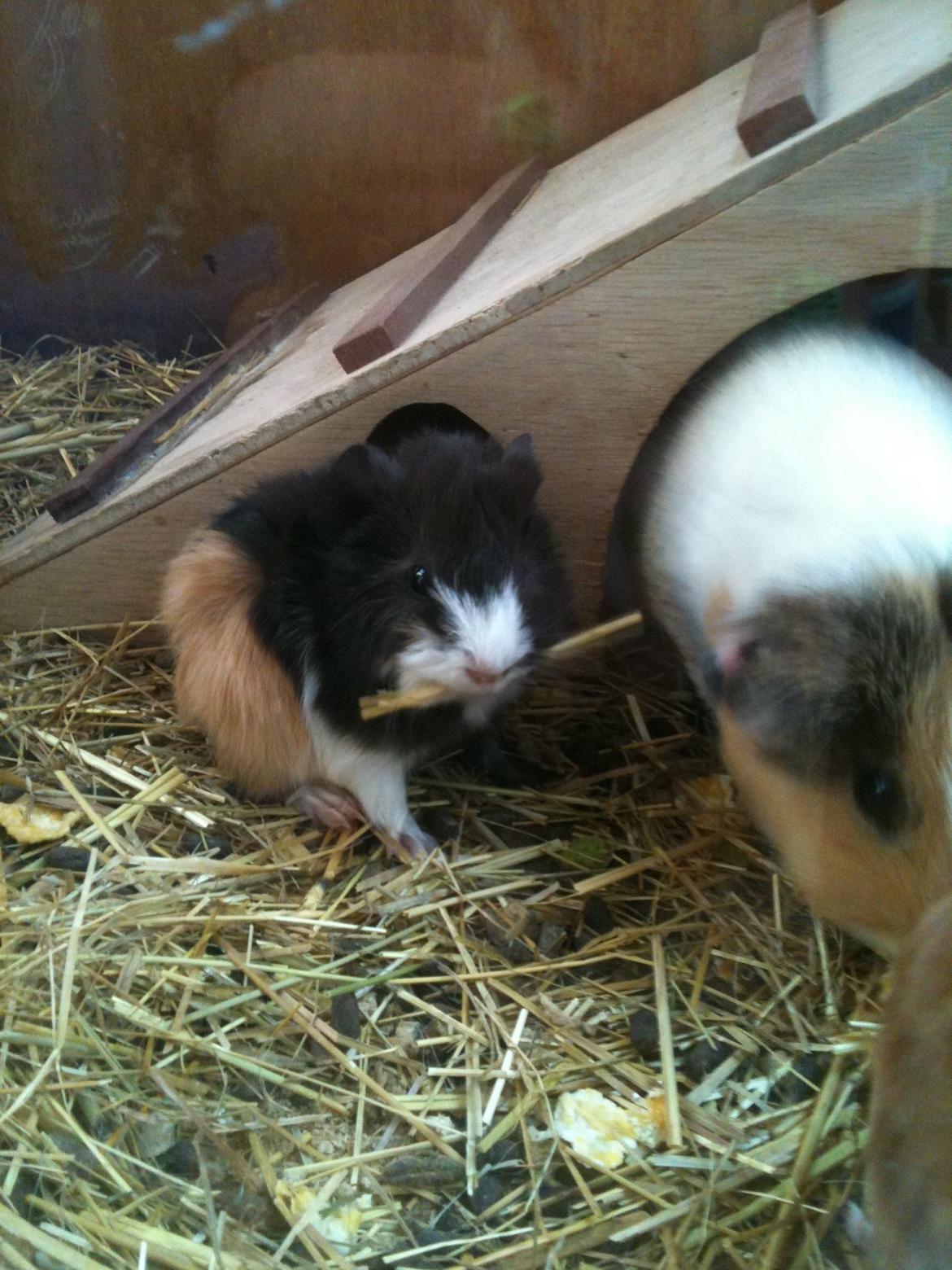 Marsvin Søndergaards Coco Channel billede 6