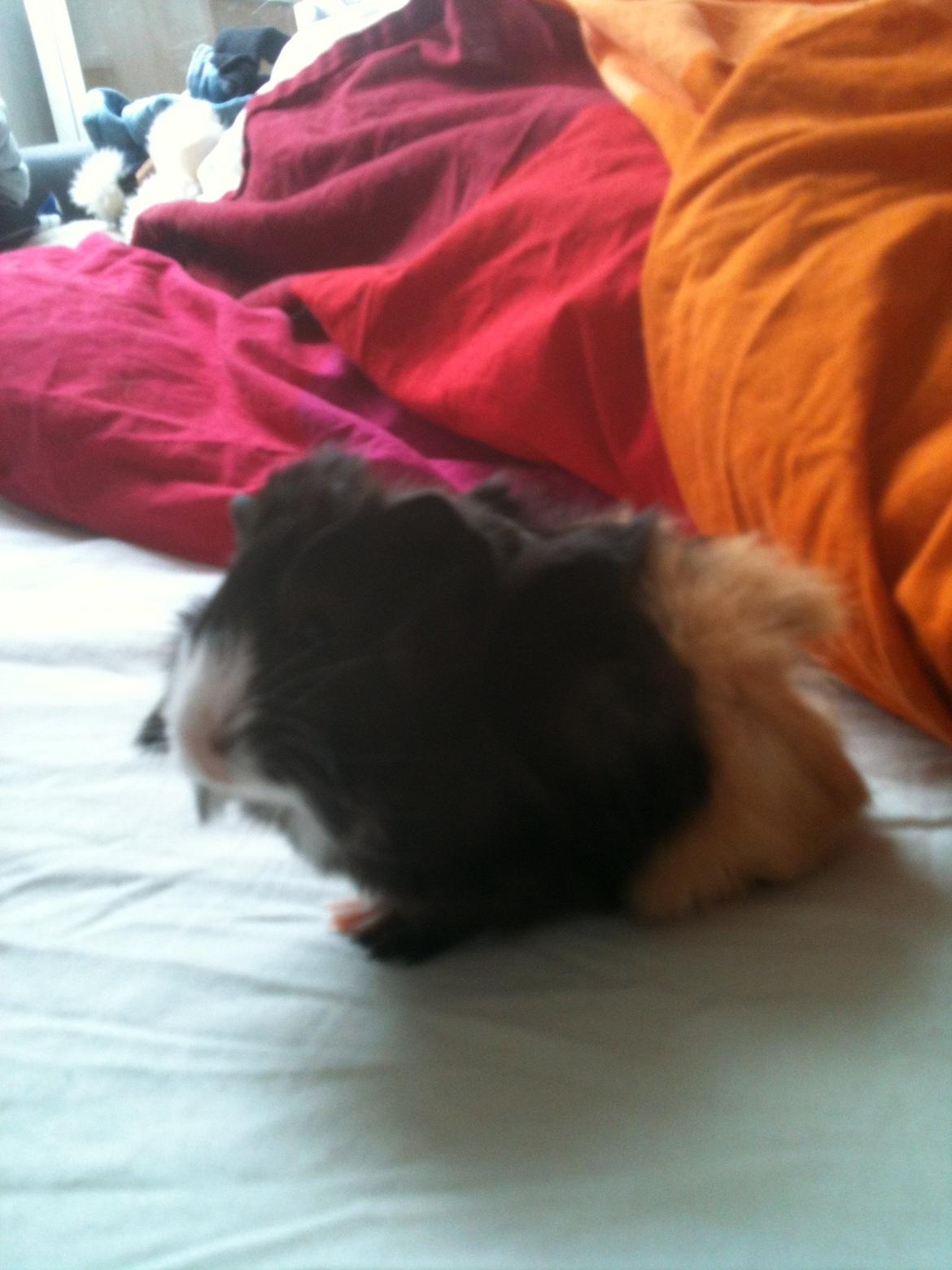 Marsvin Søndergaards Coco Channel billede 7