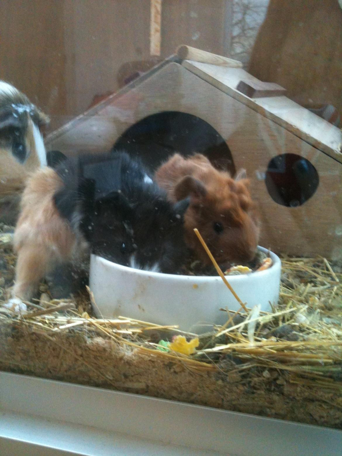 Marsvin Søndergaards Coco Channel billede 8