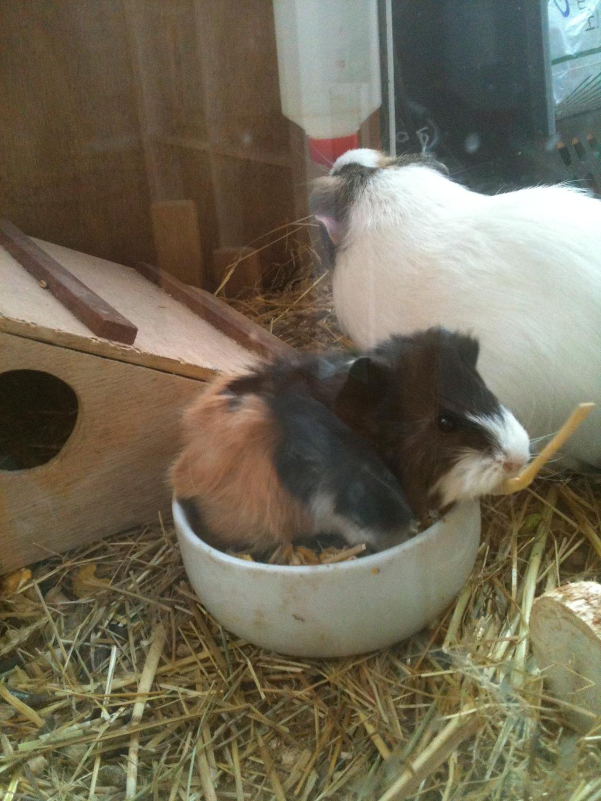 Marsvin Søndergaards Coco Channel billede 9