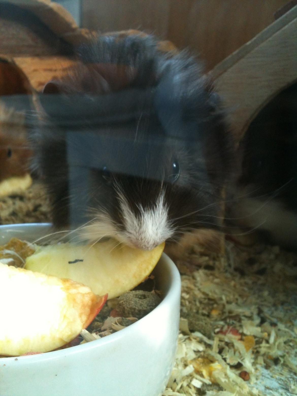 Marsvin Søndergaards Coco Channel billede 10