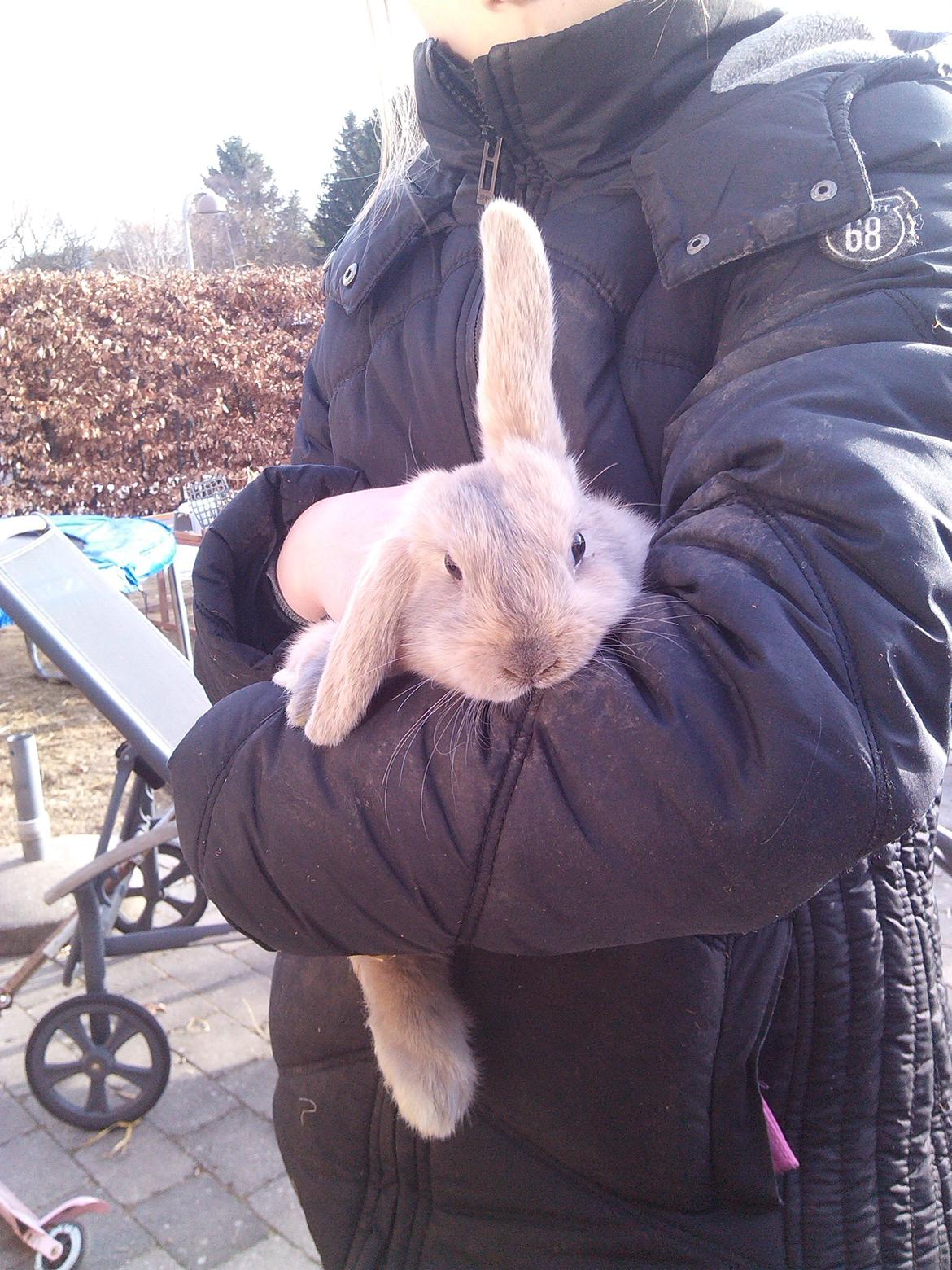 Kanin Selma Power Pil - Velkommen til Selma Power Pil's profil billede 5