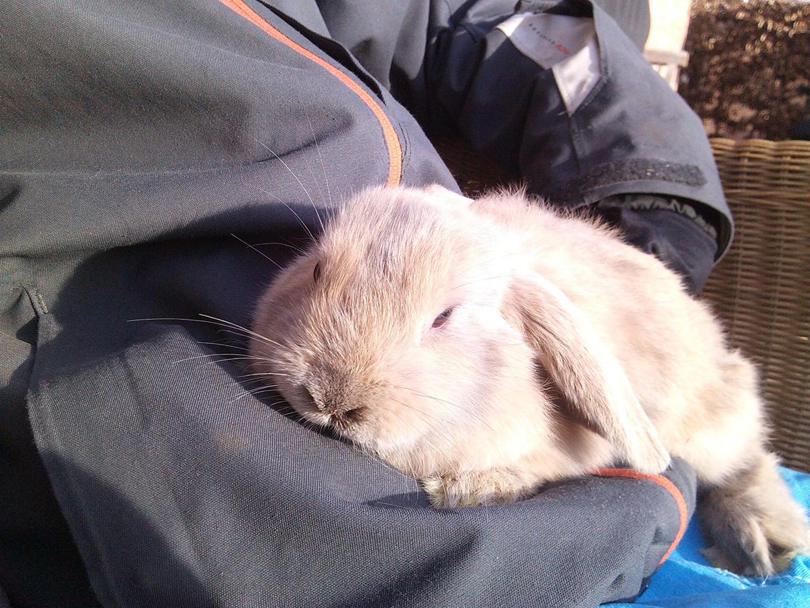 Kanin Selma Power Pil - Selma hygger billede 8