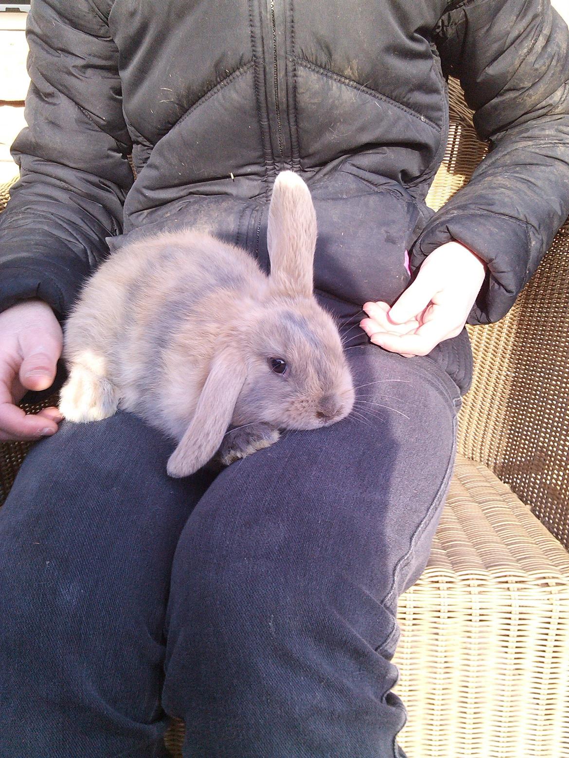 Kanin Selma Power Pil billede 11