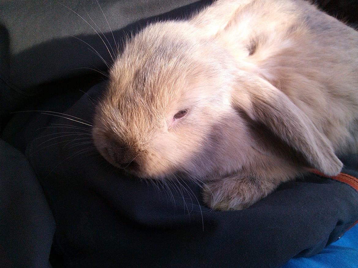 Kanin Selma Power Pil billede 12