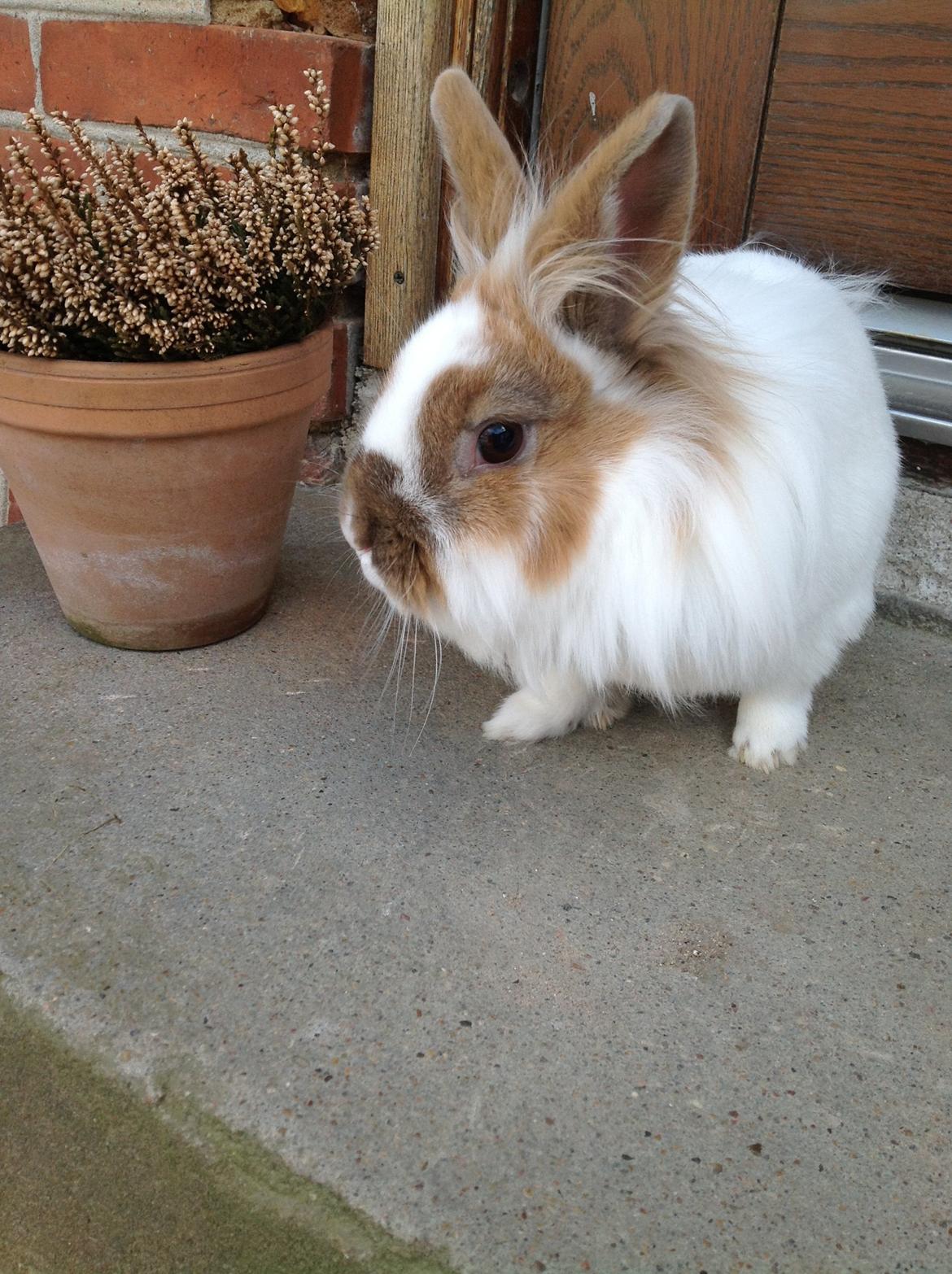 Kanin Søbakkegård´s Fidolina <3 - Hvem er pænest mig eller blomsten billede 1