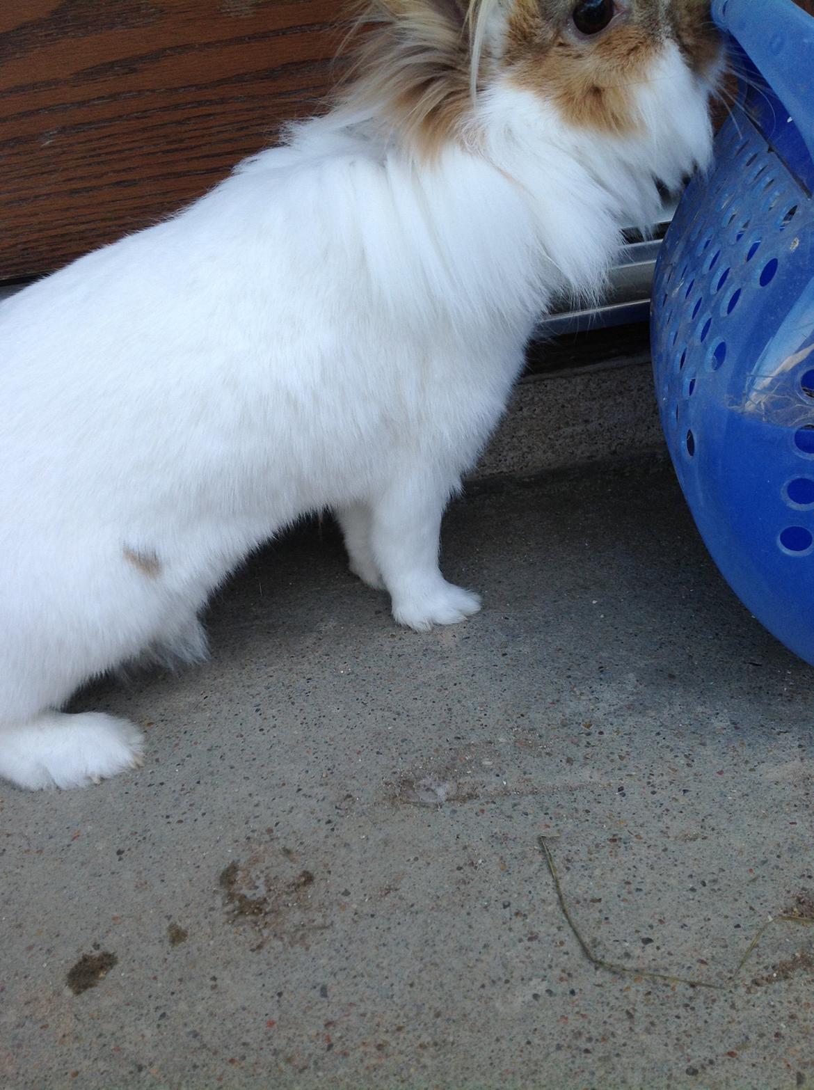 Kanin Søbakkegård´s Fidolina <3 - Den blå kasse er min billede 2