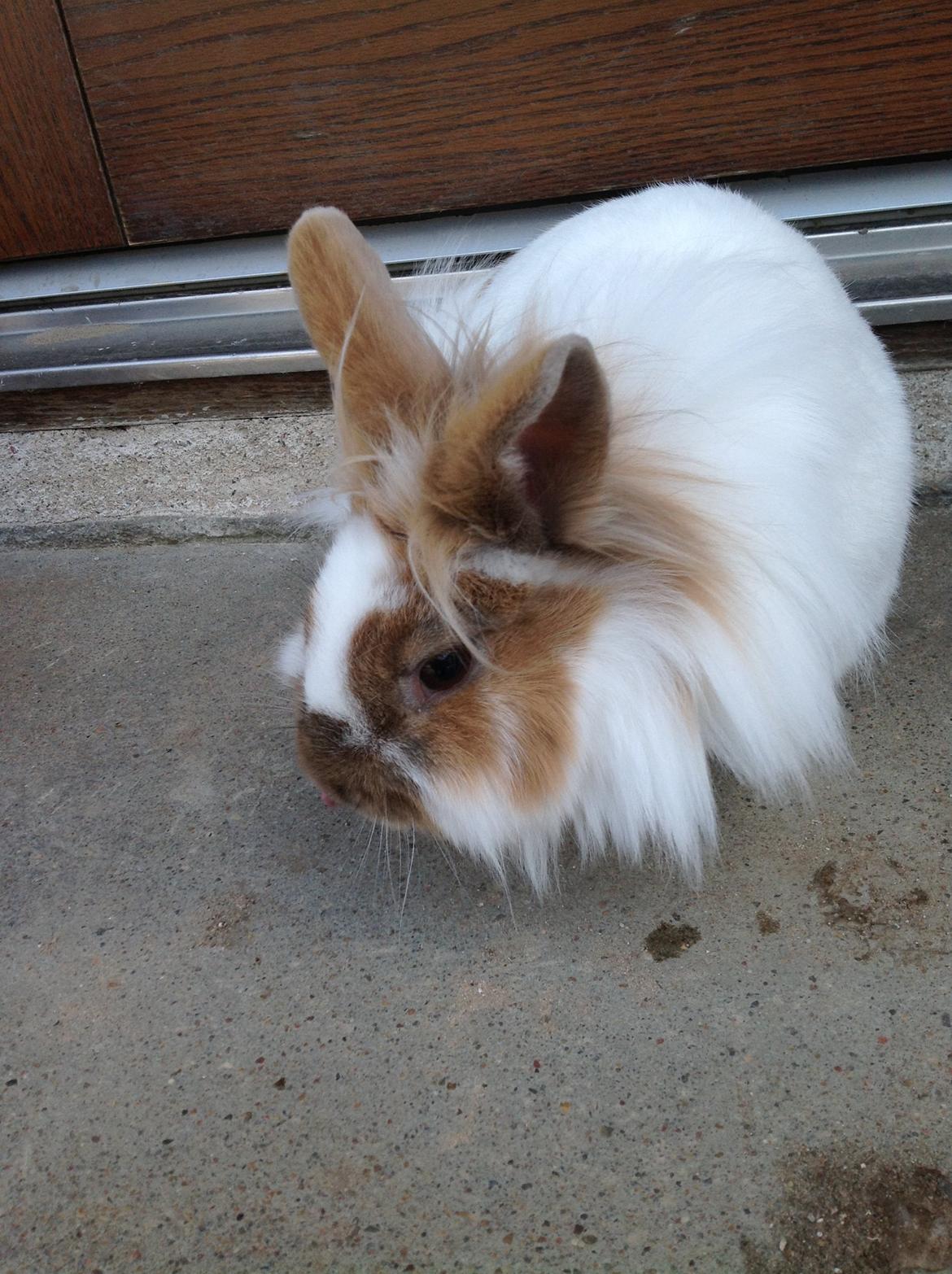 Kanin Søbakkegård´s Fidolina <3 - Hvad skal jeg nu sige ?
(moarrrr nu bliver jeg genert) billede 3